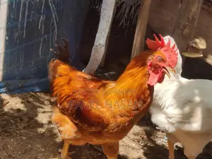 লেয়ার মোরগ