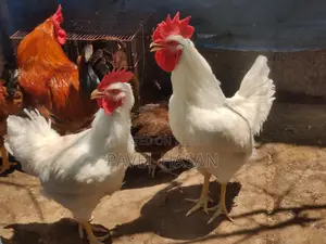 লেয়ার মোরগ