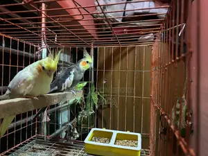 ককাটেল বিক্রির পোস্ট!