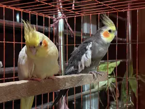 ককাটেল বিক্রির পোস্ট!