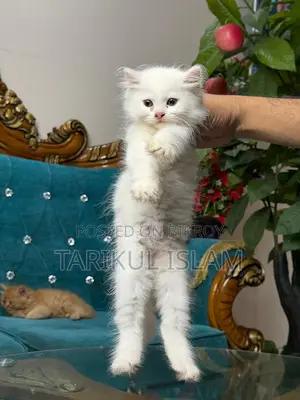 Persian Cat