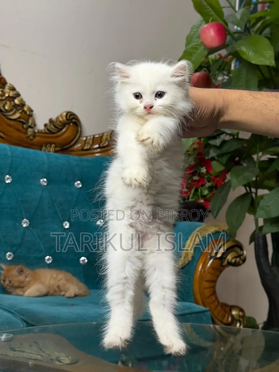 Persian Cat
