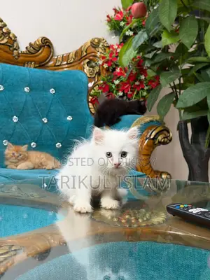 Persian Cat