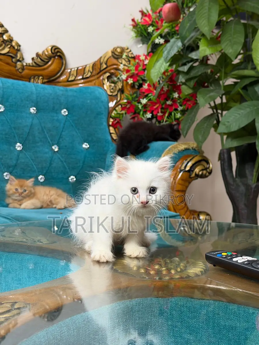 Persian Cat