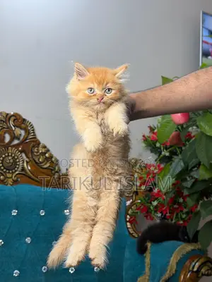 Persian Cat