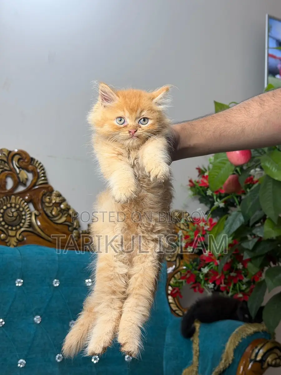 Persian Cat