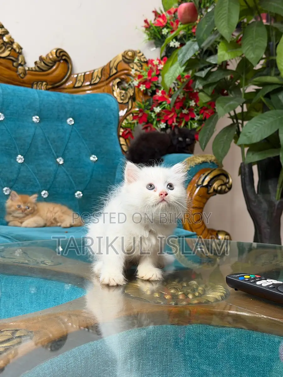 Persian Cat