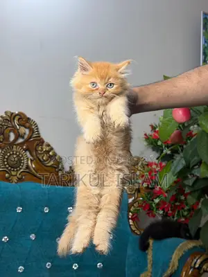 Persian Cat