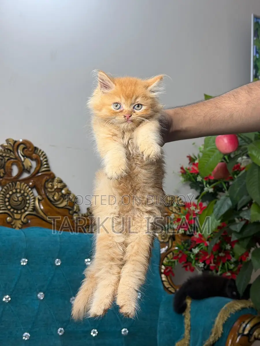 Persian Cat