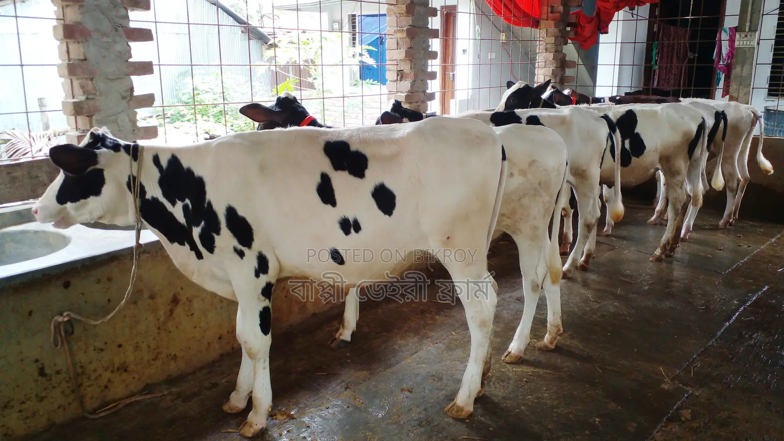 7 Selected Heifers for Rearing for Sale.