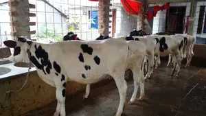 7 Selected Heifers for Rearing for Sale.