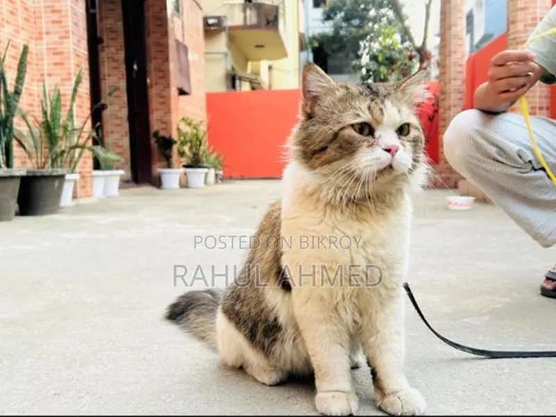 Persian Cat