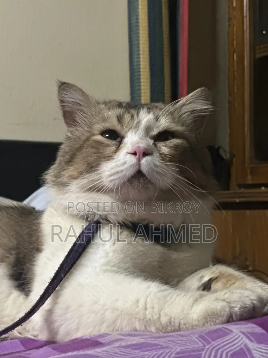 Persian Cat
