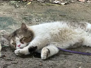 Persian Cat