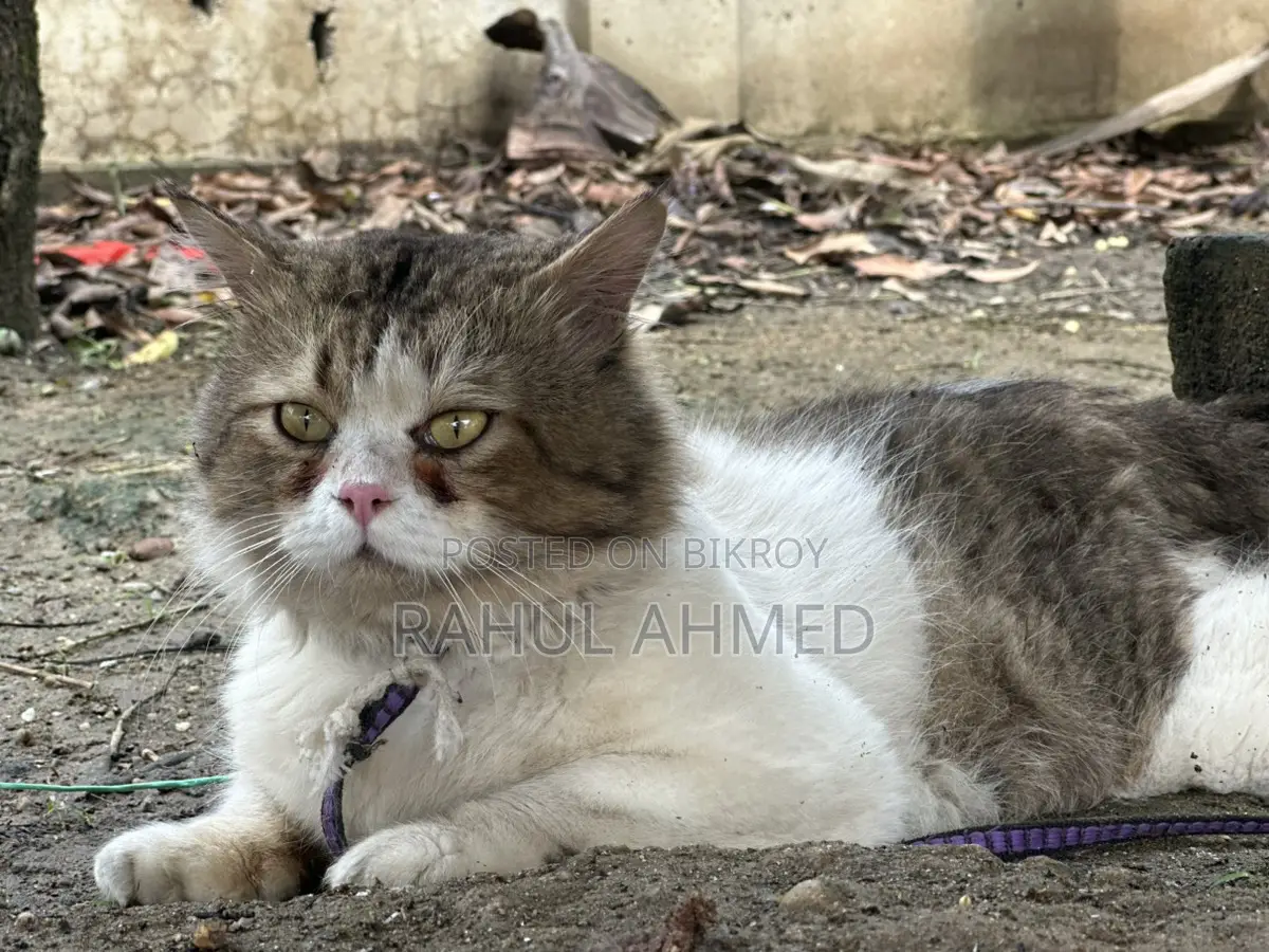 Persian Cat
