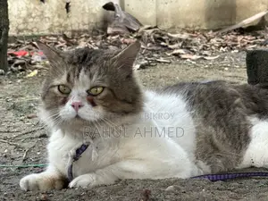 Persian Cat