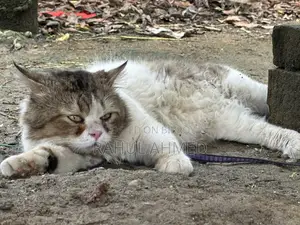 Persian Cat