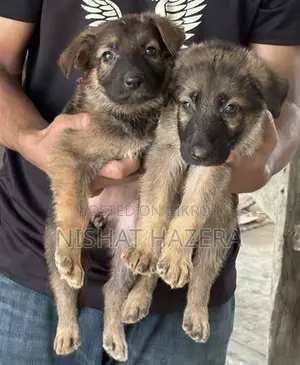 German Shepherd Dog