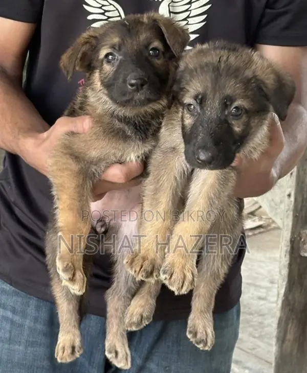 German Shepherd Dog