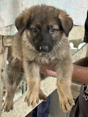 German Shepherd Dog
