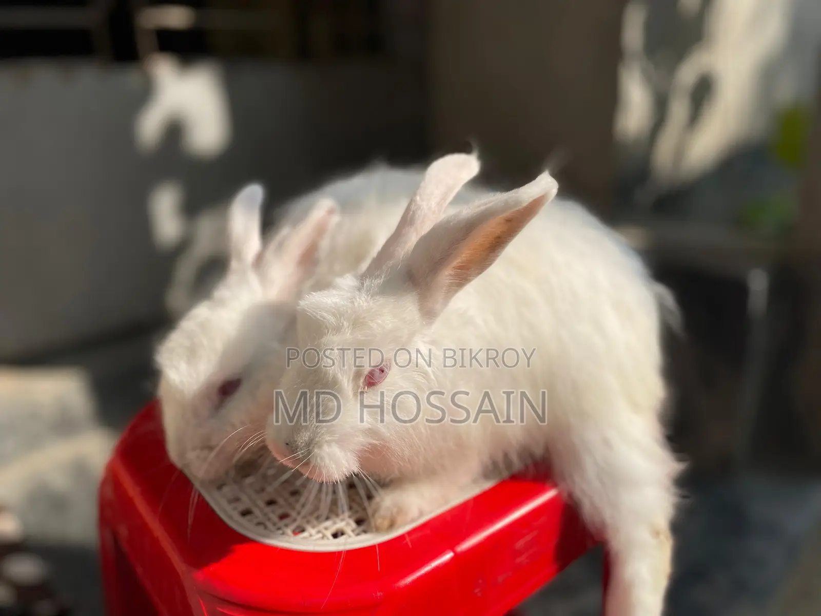 Foreign breed rabbit