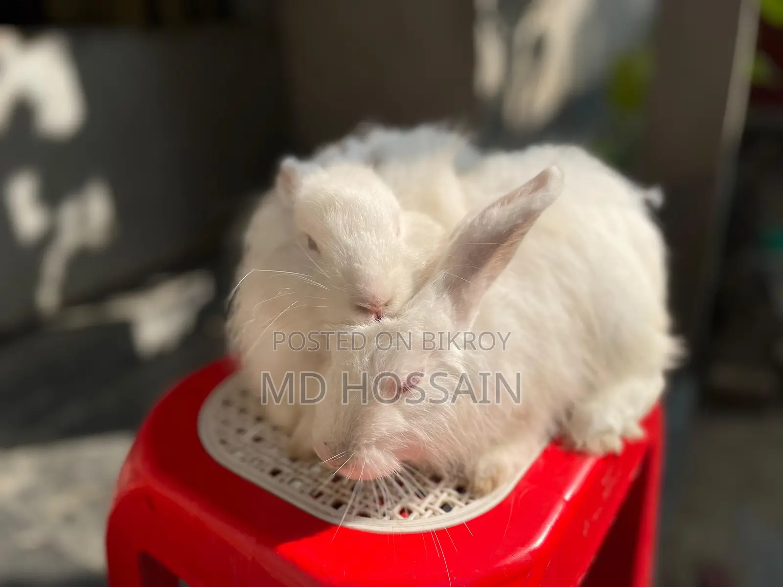 Foreign breed rabbit