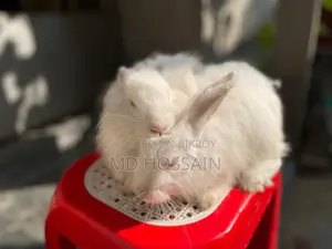 Foreign breed rabbit