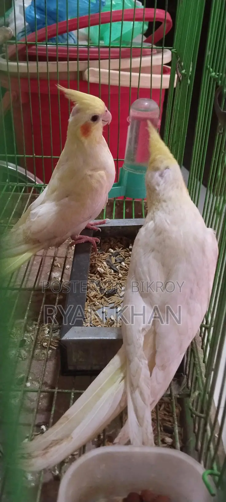 Cockatiel Baby