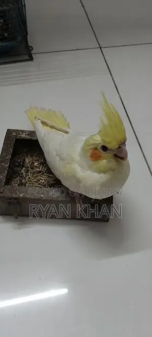 Cockatiel Baby