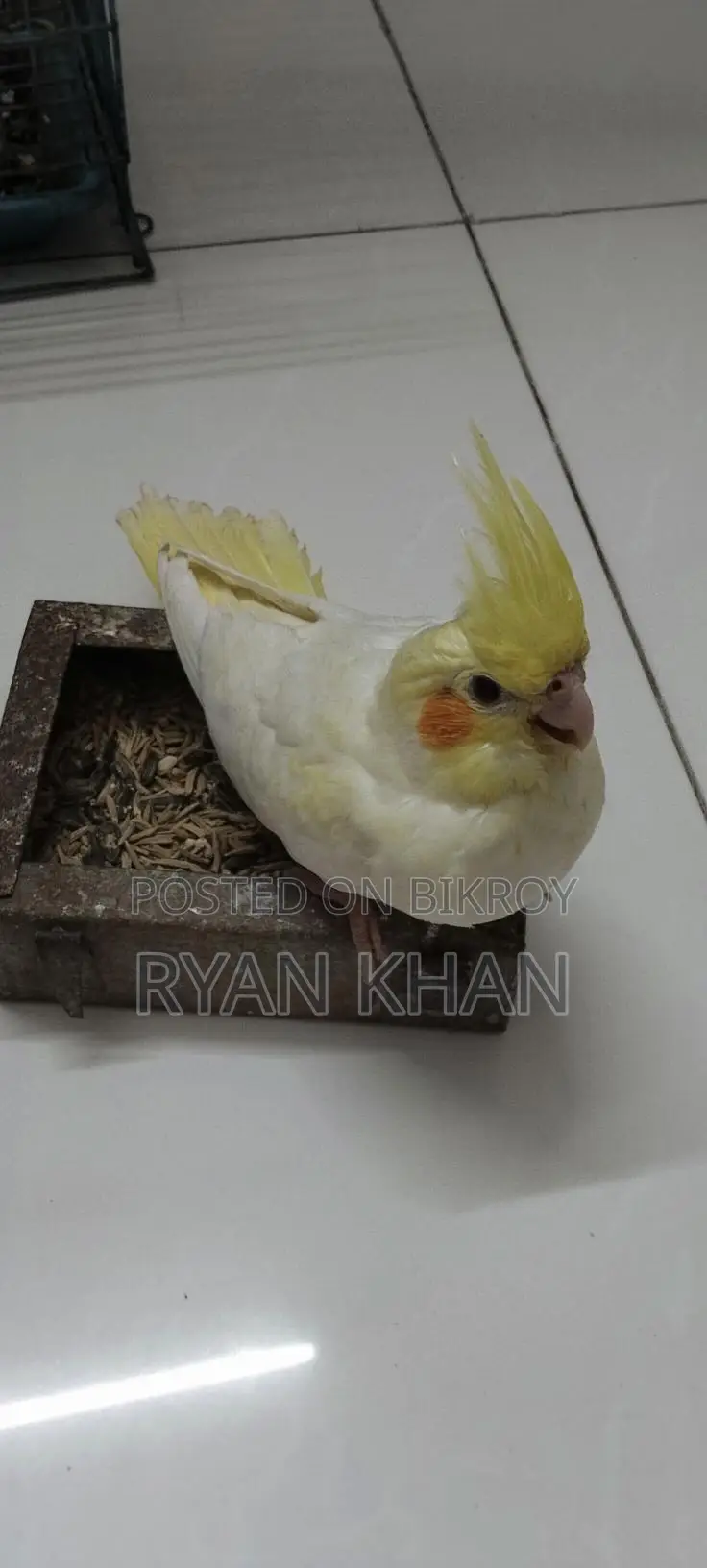 Cockatiel Baby