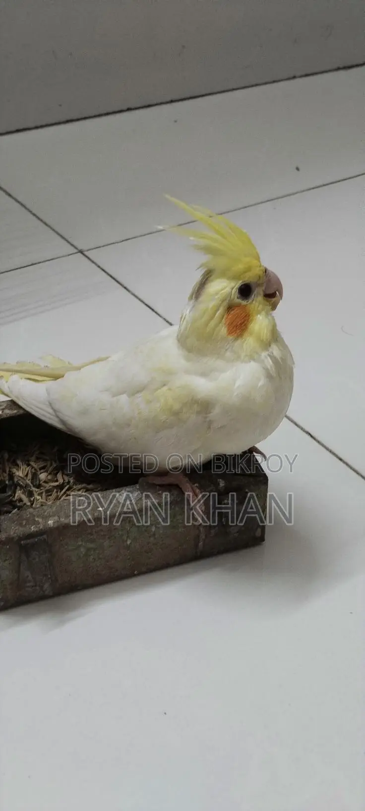 Cockatiel Baby