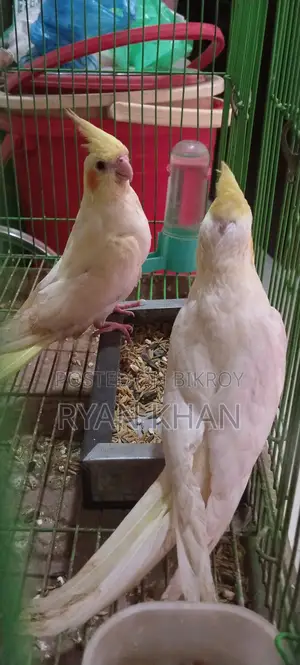 Cockatiel Baby