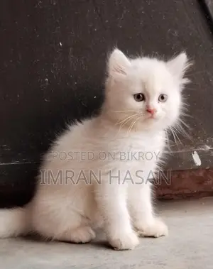 A Two-Month-Old Persian Kitten