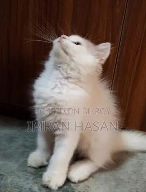 A Two-Month-Old Persian Kitten