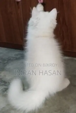 A Two-Month-Old Persian Kitten