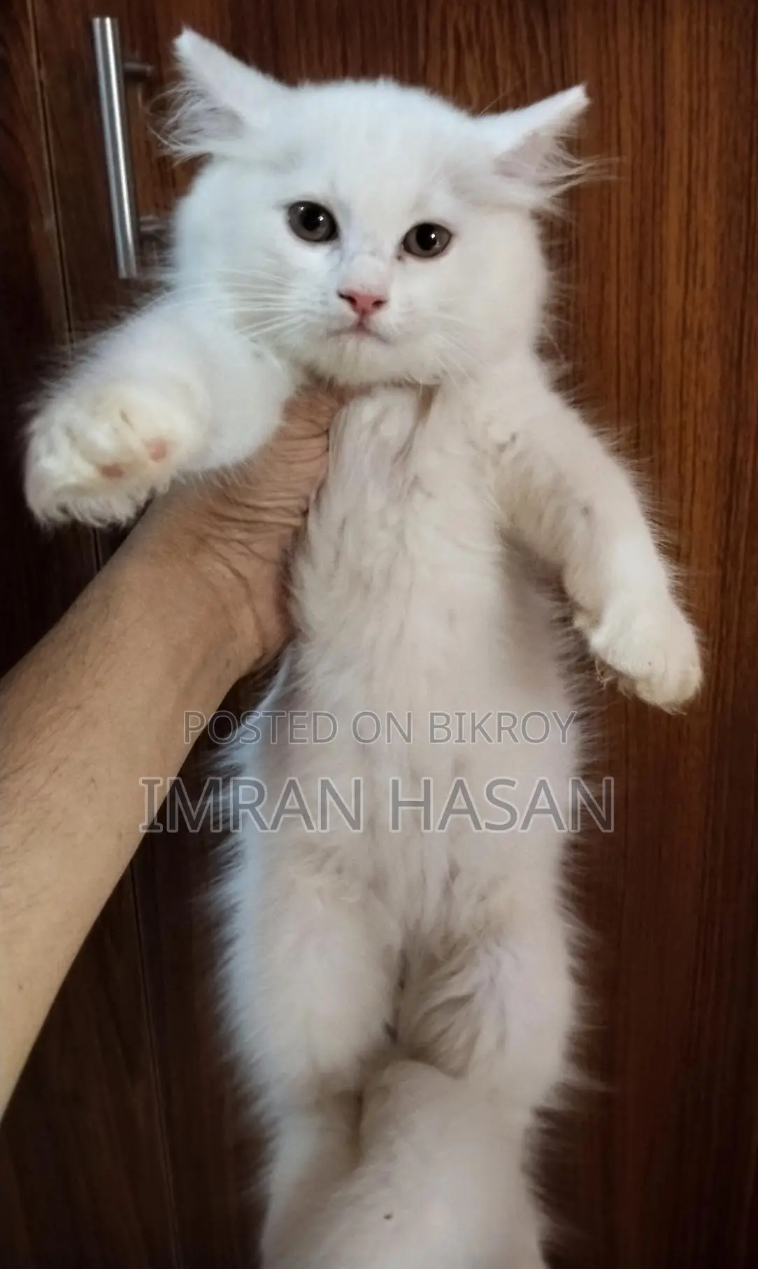 A Two-Month-Old Persian Kitten