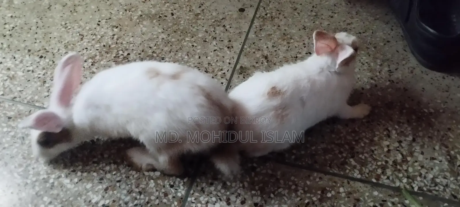 Rabbit for Sale