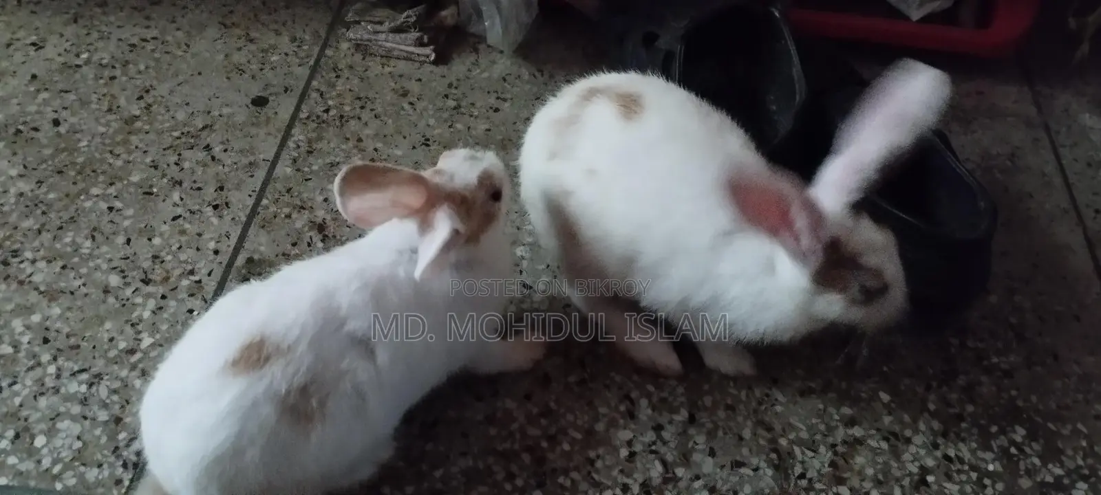 Rabbit for Sale