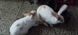Rabbit for Sale
