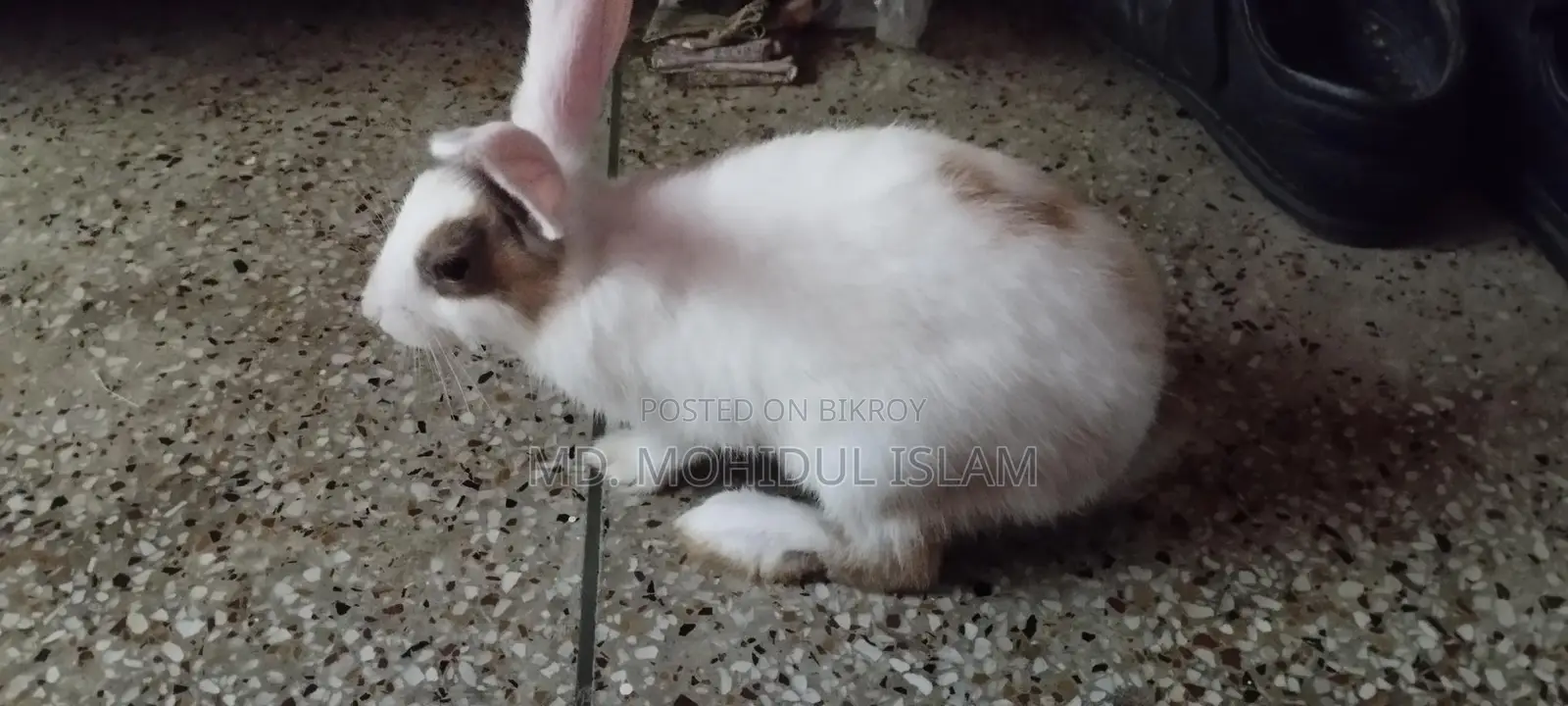 Rabbit for Sale
