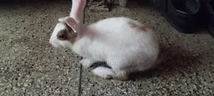 Rabbit for Sale