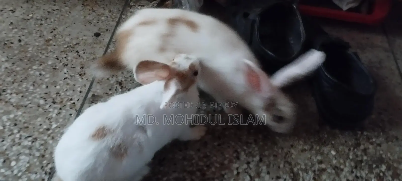 Rabbit for Sale