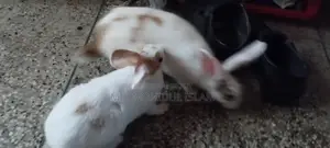 Rabbit for Sale