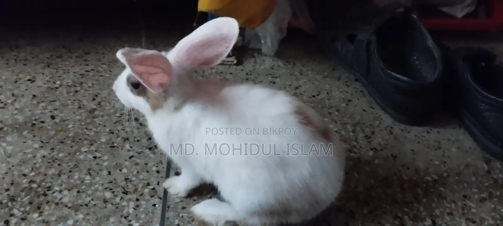 Rabbit for Sale
