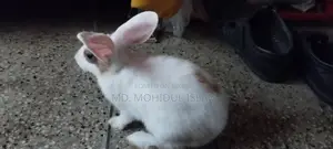 Rabbit for Sale