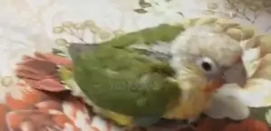 পাইনআপেল টেম কনুর।