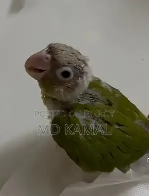 Pineapple Tame Conure