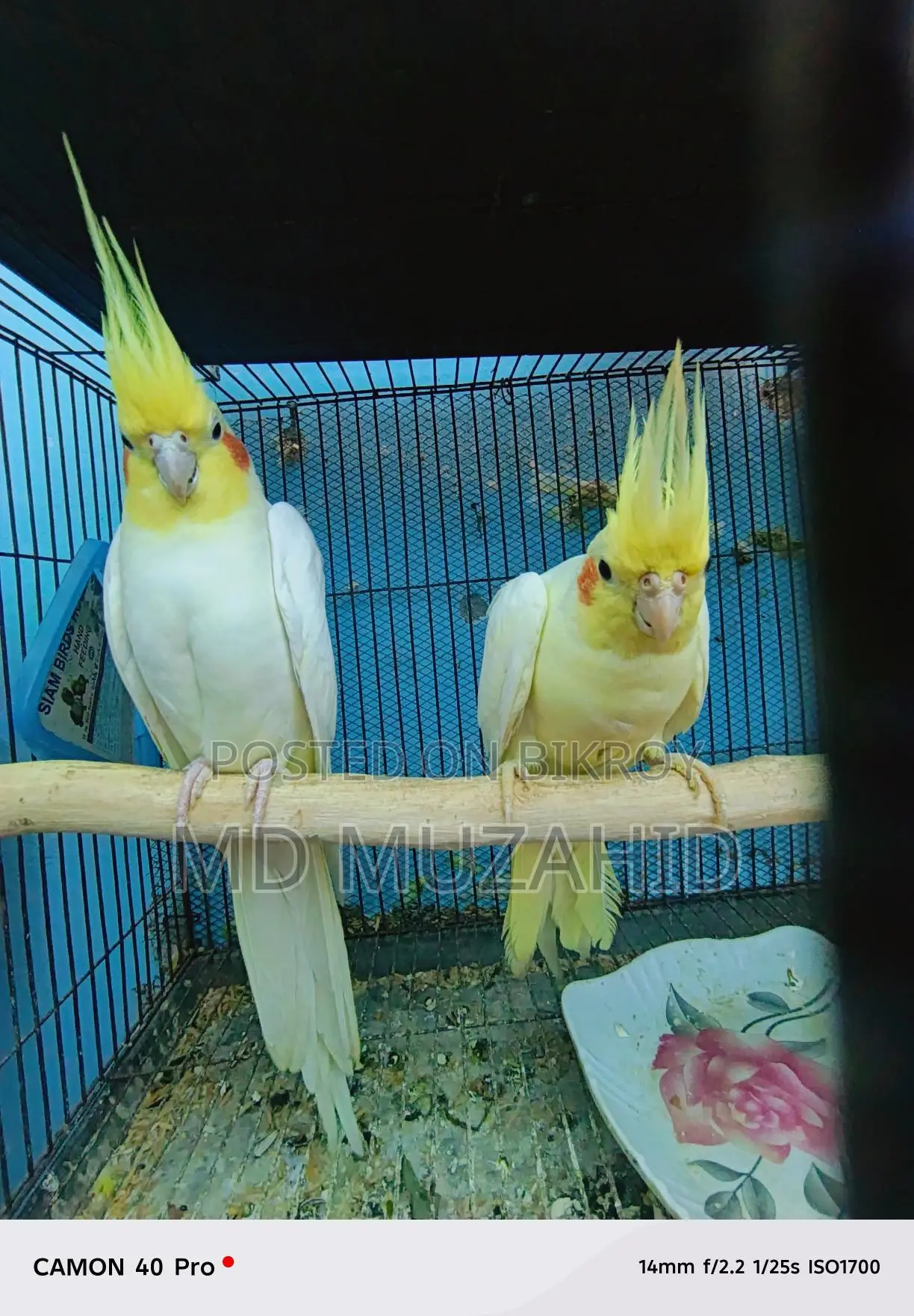 লুটিনো কোকাটেল বিগ সাইজ