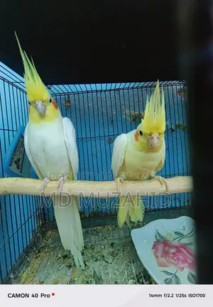লুটিনো কোকাটেল বিগ সাইজ