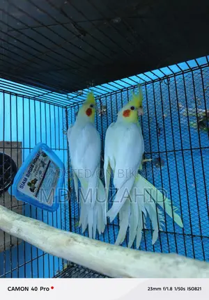 লুটিনো কোকাটেল বিগ সাইজ